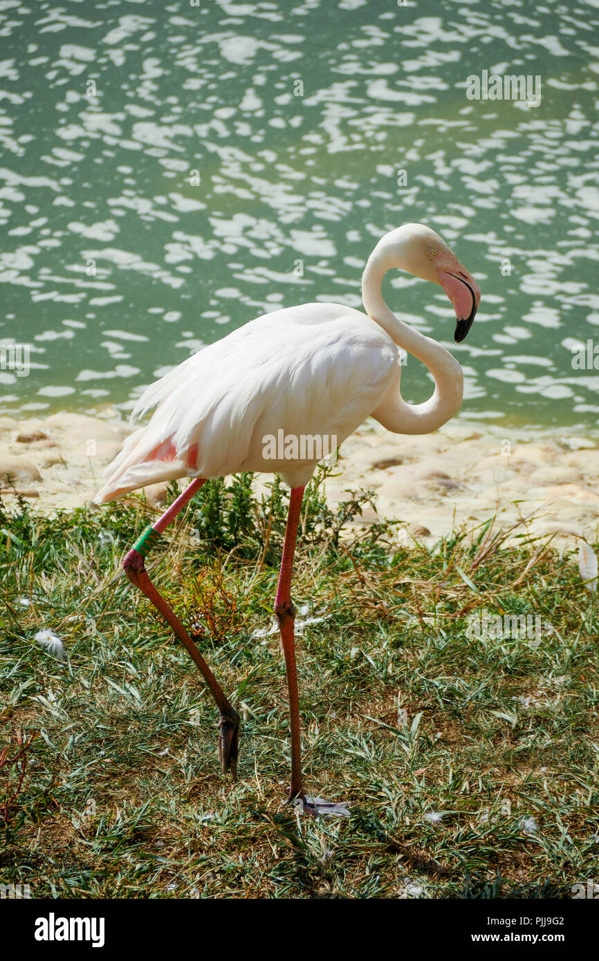Rosa Flamingo, Vögel Park, Villars-les-Dombes, Ain, Frankreich Stockfoto