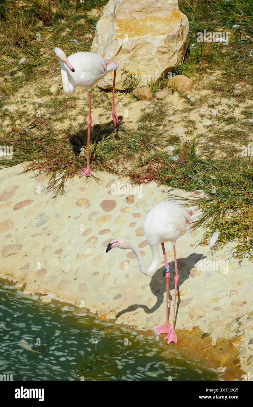 Rosa Flamingos, Vogelpark, Villars-les-Dombes, Ain, Frankreich Stockfoto