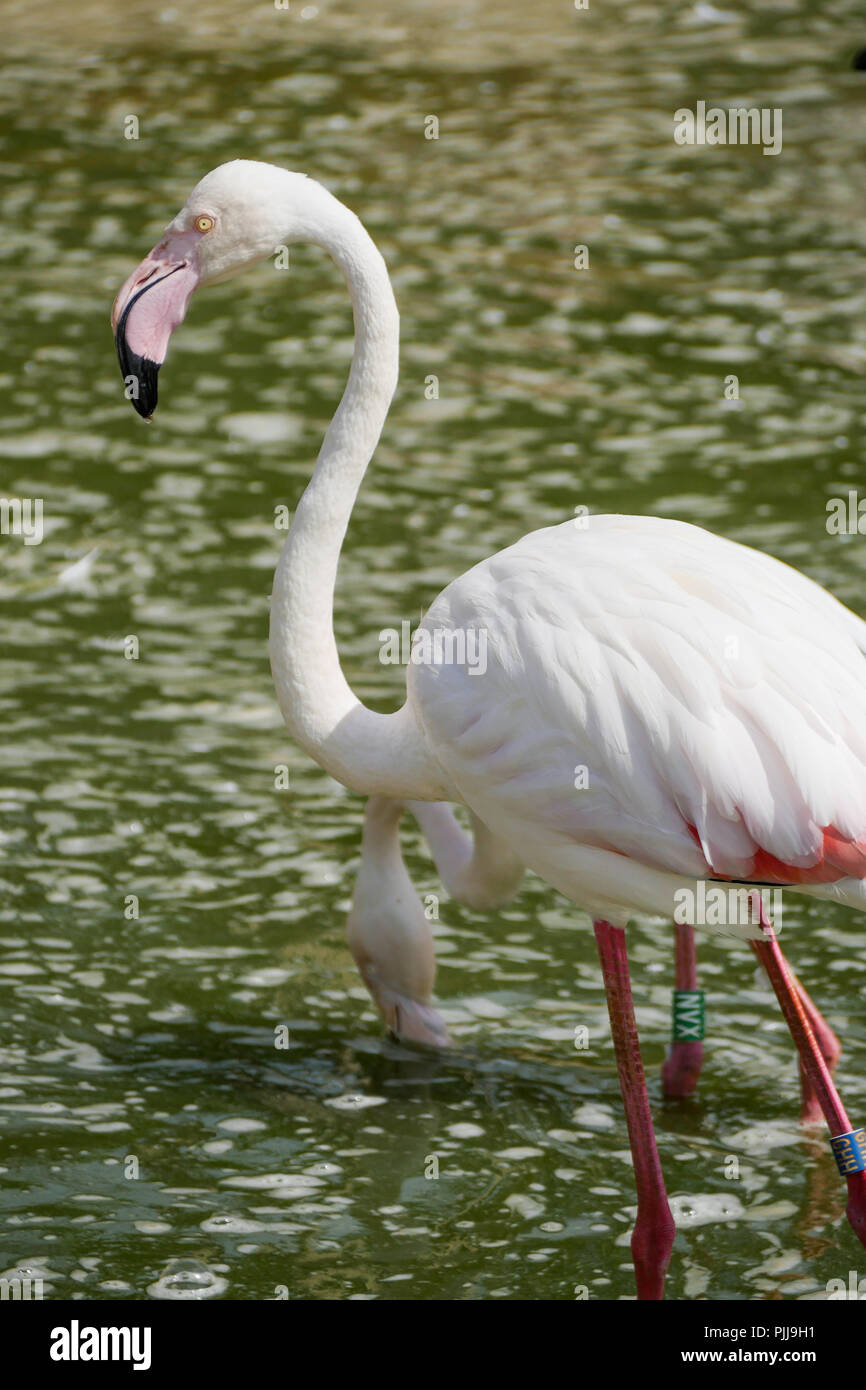 Rosa Flamingo, Vögel Park, Villars-les-Dombes, Ain, Frankreich Stockfoto