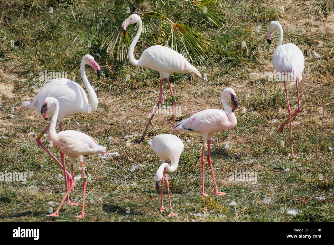 Rosa Flamingos, Vogelpark, Villars-les-Dombes, Ain, Frankreich Stockfoto