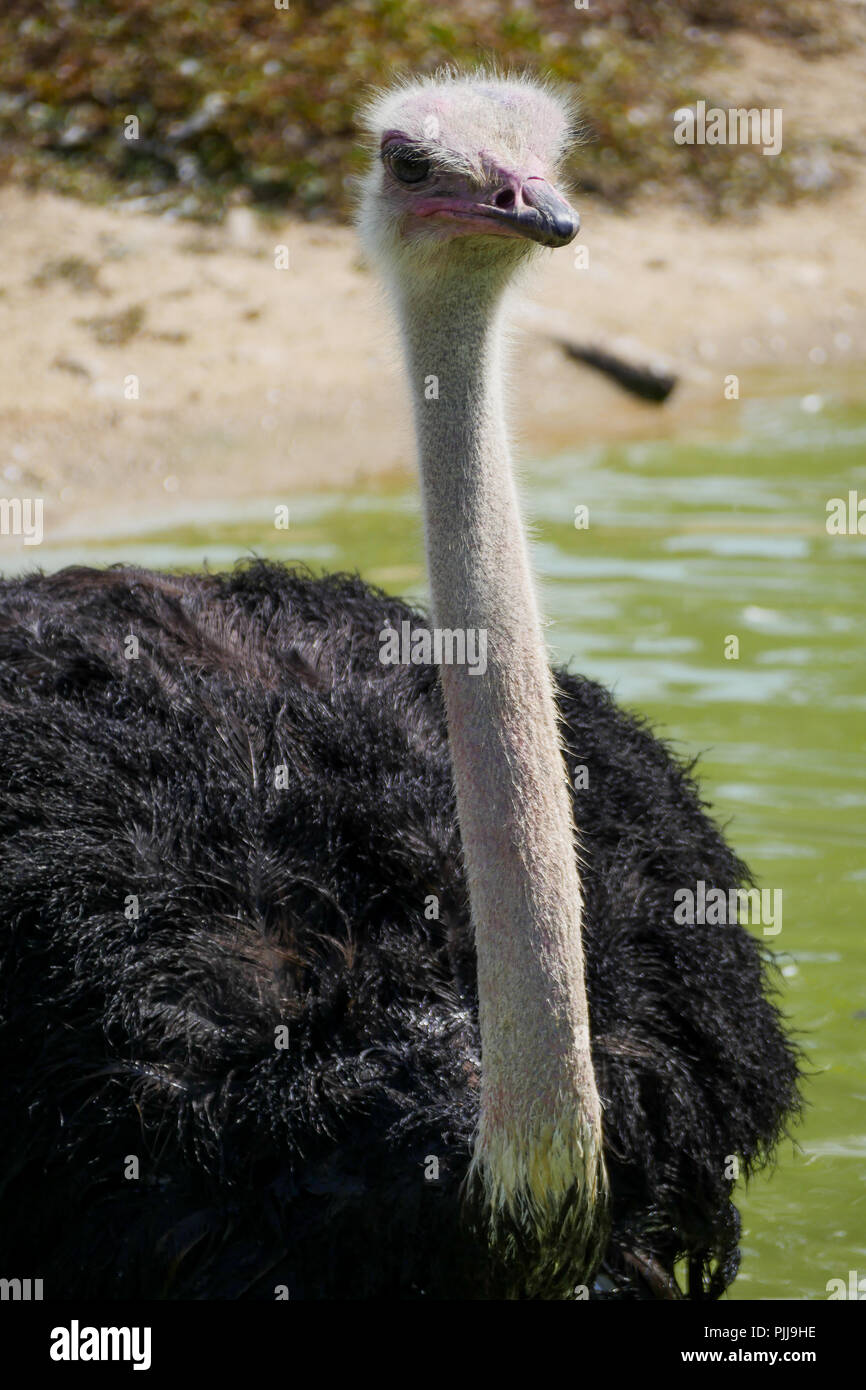 Ein Strauß aktualisiert sich selbst in eine kleine Bucht, Vögel Park, Ain, Frankreich Stockfoto