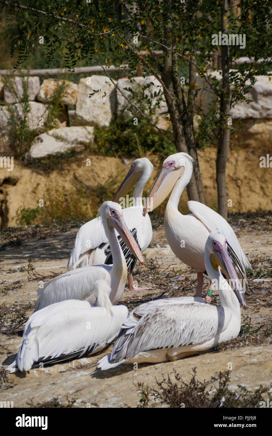 Pelikane, Vogelpark, Villars-les-Dombes, Ain, Frankreich Stockfoto