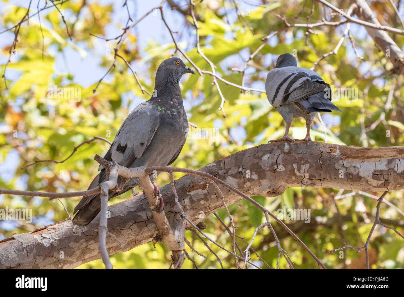 Rock Dove, Rock Pigeon oder gemeinsamen Taube - Columba livia Stockfoto