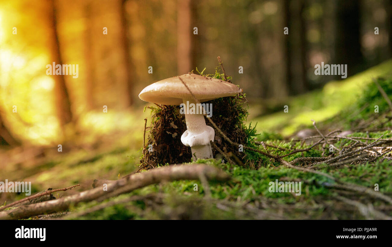 Ein grosser Pilz als Rotbraun wächst in den Wald und es gibt viele kleine Filialen auf Sie Stockfoto