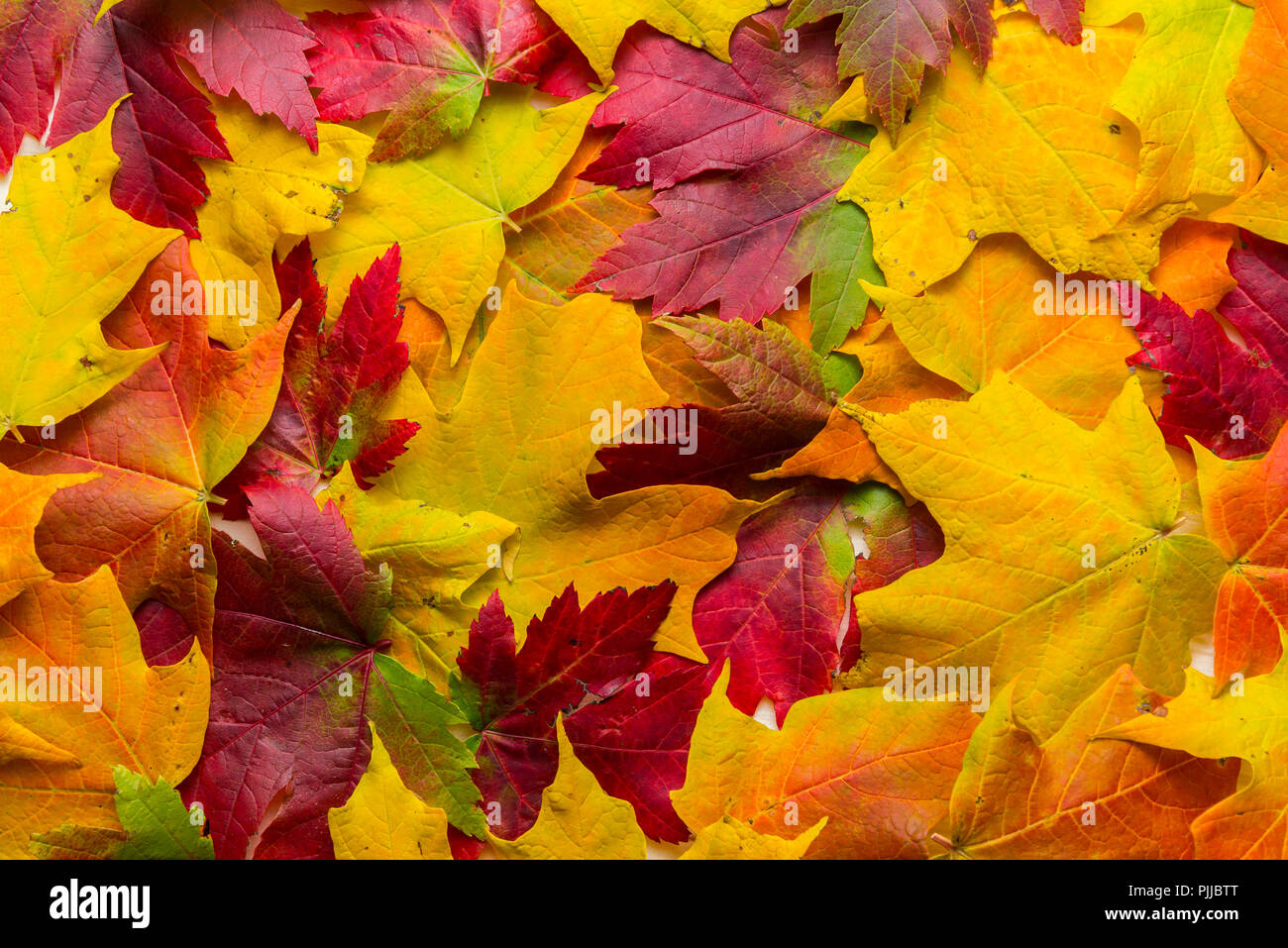 Mischung der Blätter im Herbst Stockfoto