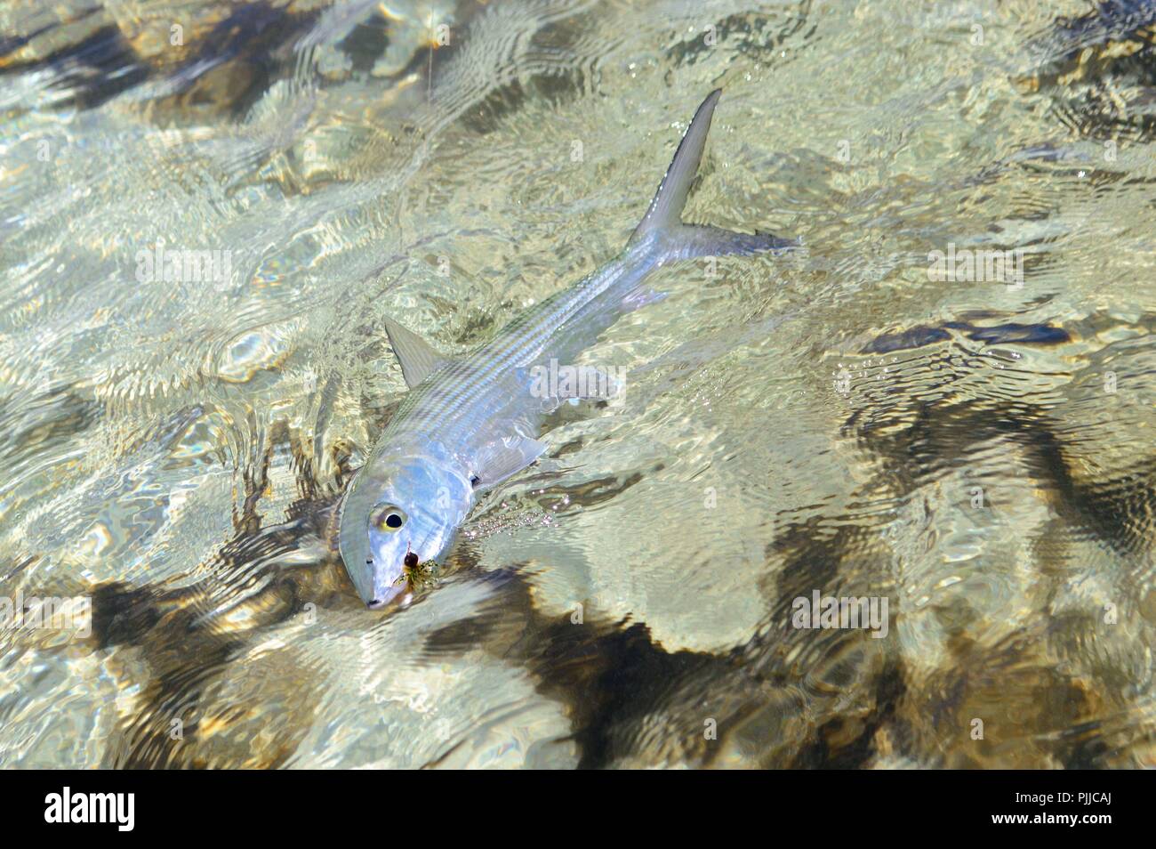 Bonefish auf die Wohnungen Stockfoto