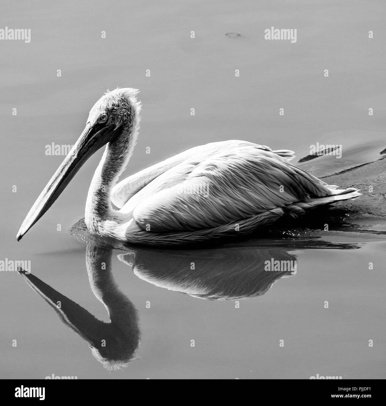 Pelikan, Vogelpark Villars-les-Dombes, Ain, Frankreich Stockfoto