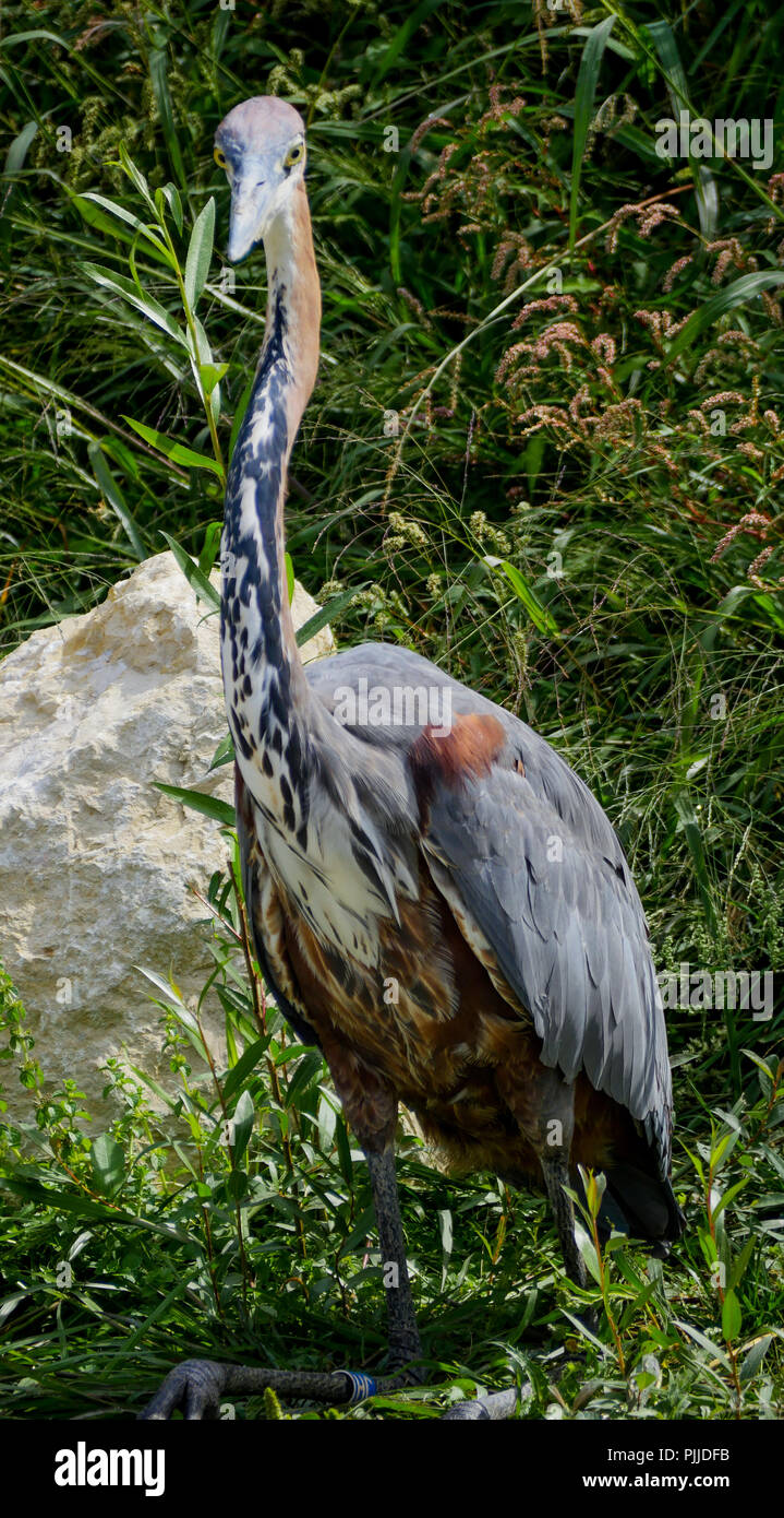 Le Parc Des Oiseaux, Vögel Park, Villars-les-Dombes, Ain, Frankreich Stockfoto