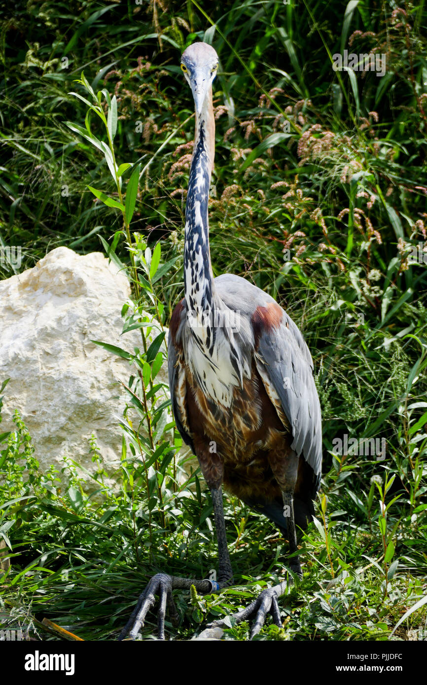 Le Parc Des Oiseaux, Vögel Park, Villars-les-Dombes, Ain, Frankreich Stockfoto
