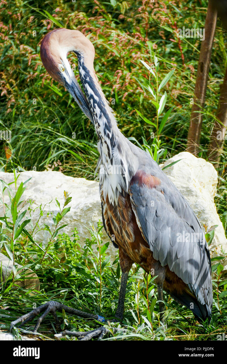Le Parc Des Oiseaux, Vögel Park, Villars-les-Dombes, Ain, Frankreich Stockfoto