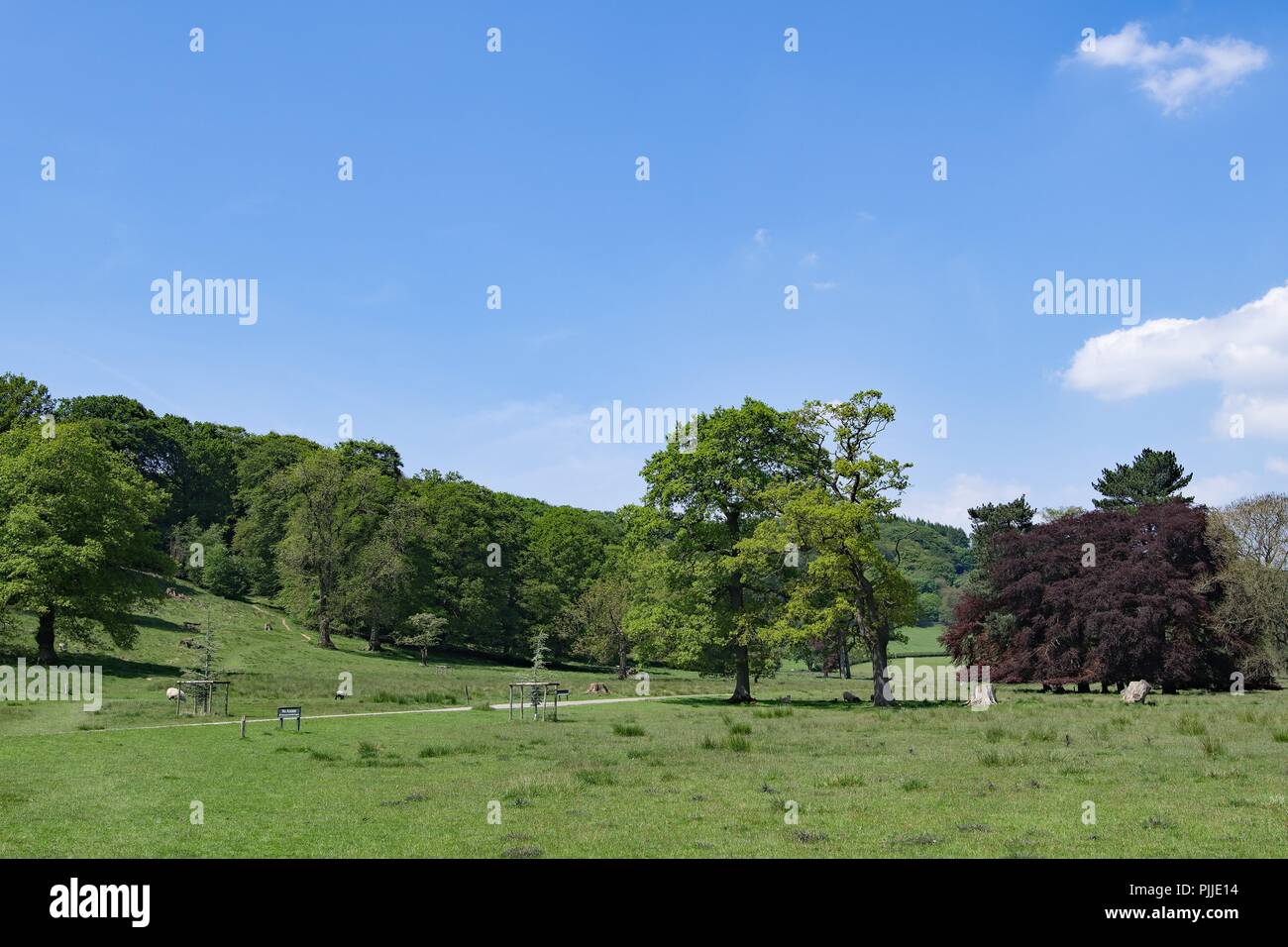 Die pastoralen Perfektion und üppiger Frühling Grün in Hathersage Weideflächen zu erfassen, im Peak District, Derbyshire. Stockfoto