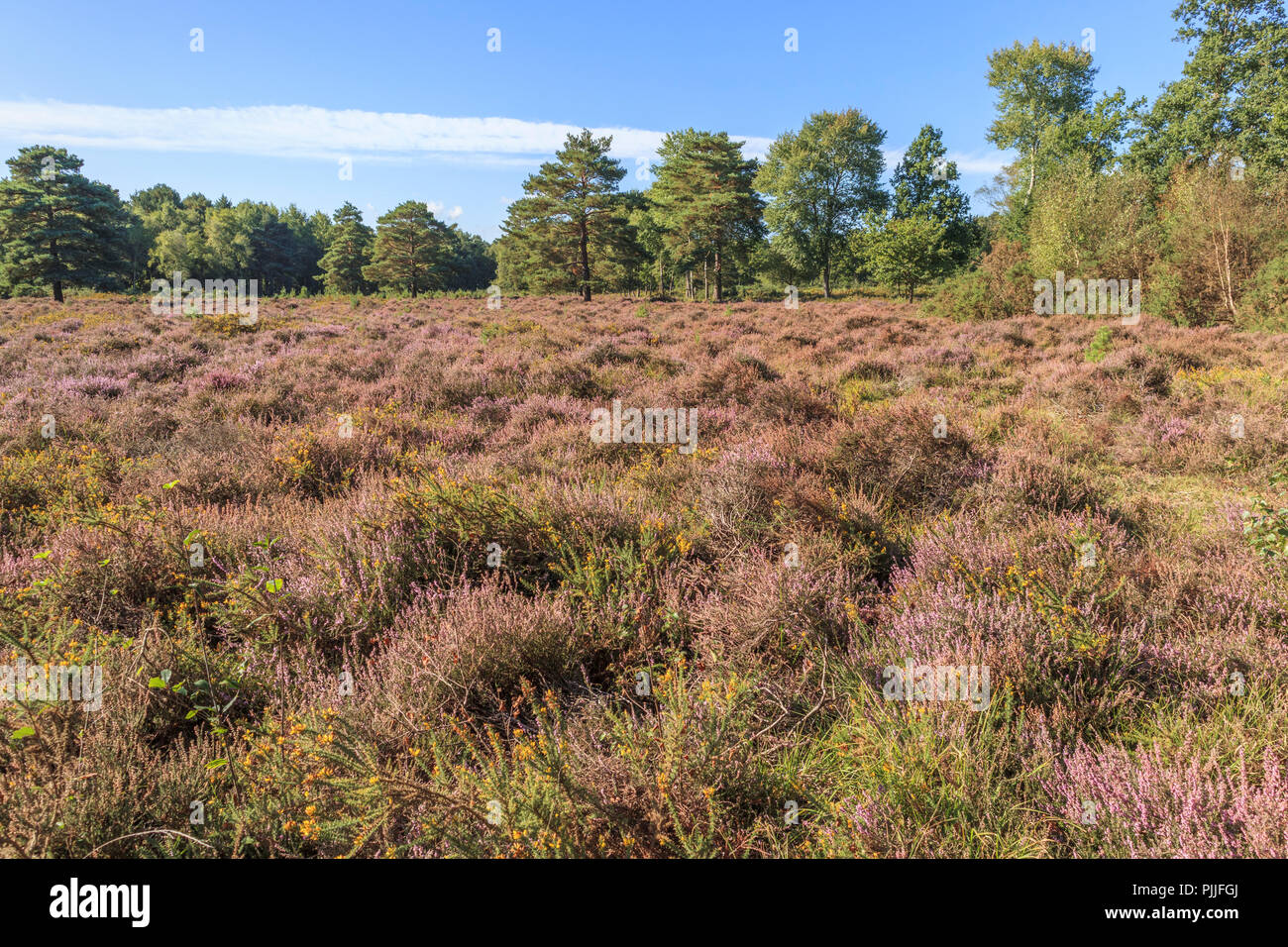 Die Smart Heide, Woking, Surrey, UK, 07. September 2018. Purple Heather Blumen in unberührte Heidelandschaft wie Smart Heath gemeinsame, Mayford, Woking, Surrey einen sonnigen Start in den Spätsommer genießt, Anfang Herbst Tag und klaren blauen Himmel. Credit: Graham Prentice/Alamy Leben Nachrichten. Stockfoto