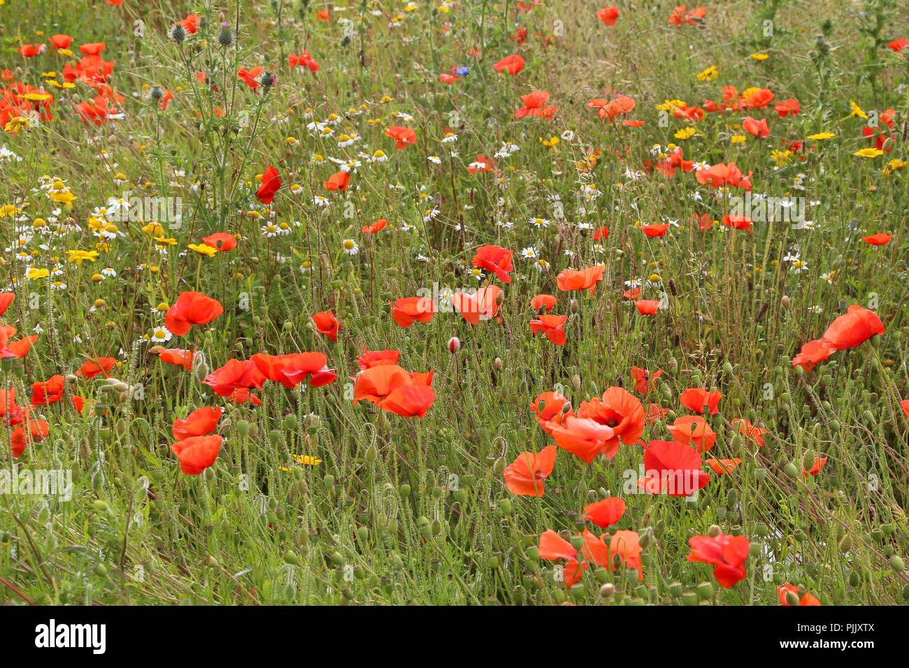 Sommer Wiese Blumen - Roter Mohn in Yorkshire, UK. Stockfoto