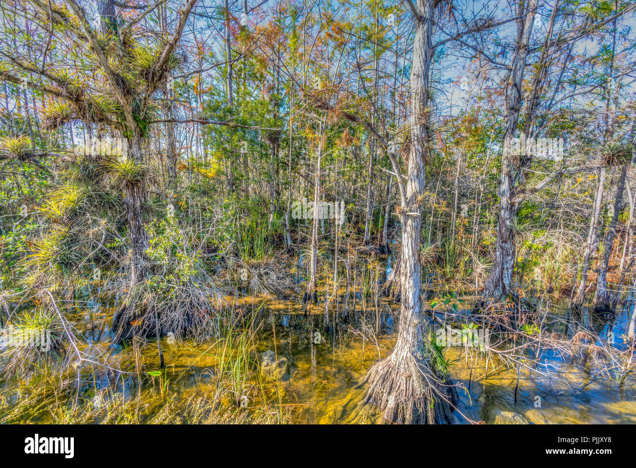Everglades National Park im Januar, Florida auf klarer Morgen Stockfoto