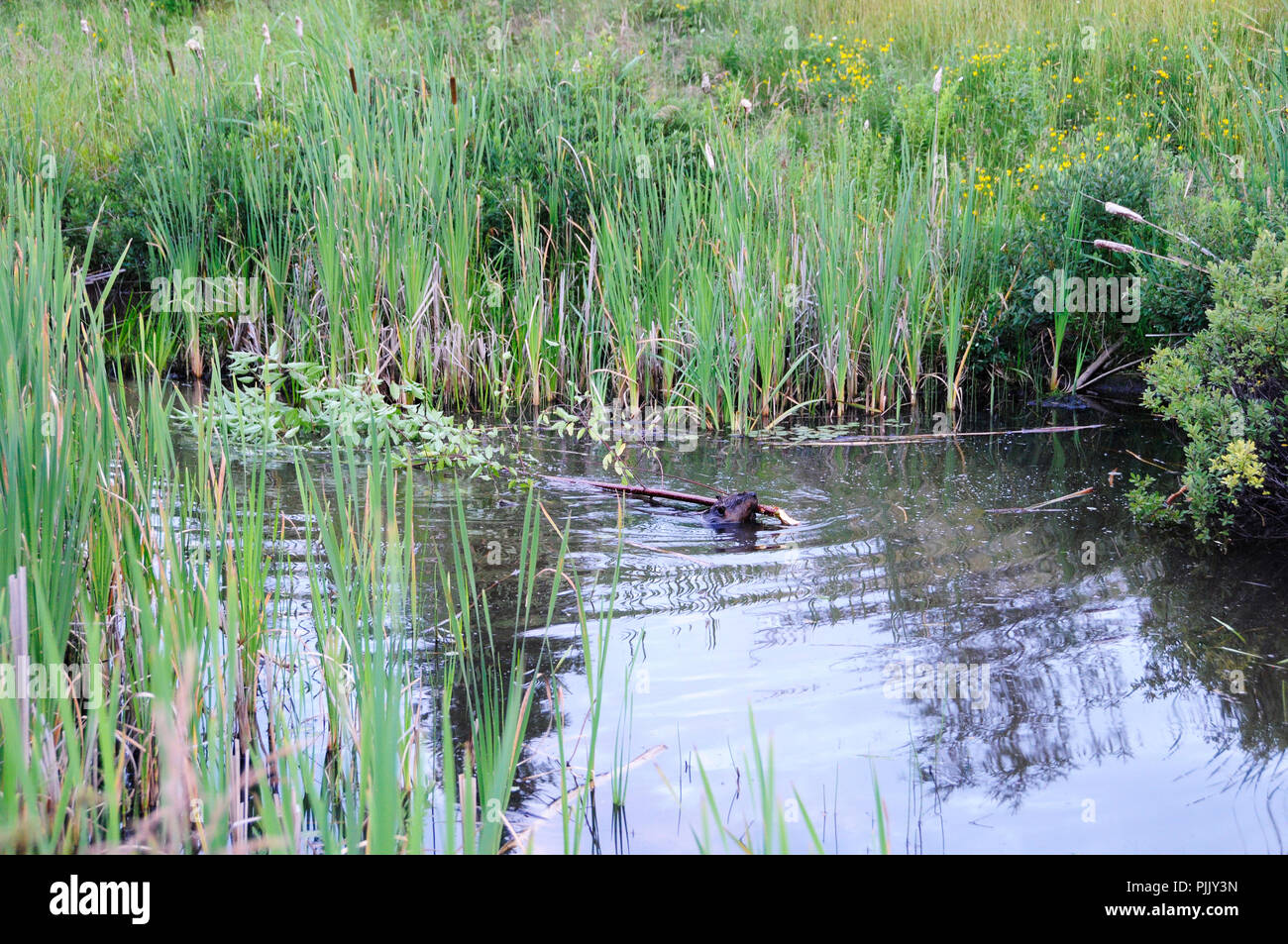 Biber Tier im Wasser mit Laub Hintergrund und Vordergrund in seiner Umgebung und Umwelt. Stockfoto