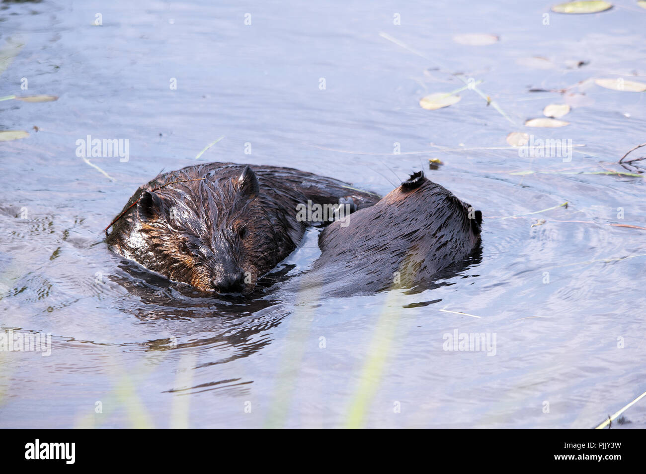 Biber Tier im Wasser interagieren und genießen Sie Ihre Umgebung und Umwelt. Stockfoto