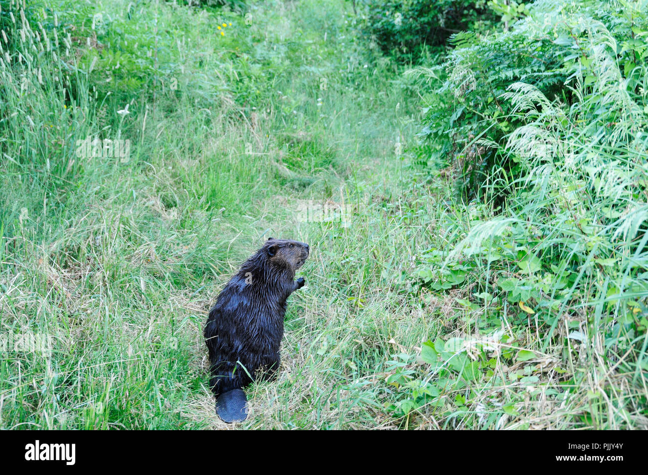Biber und seine Umgebung. Stockfoto