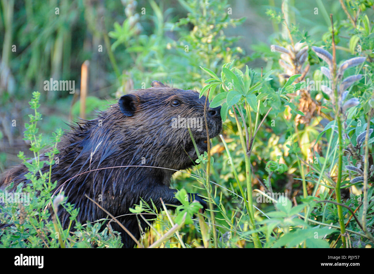 Biber und seine Umgebung. Stockfoto