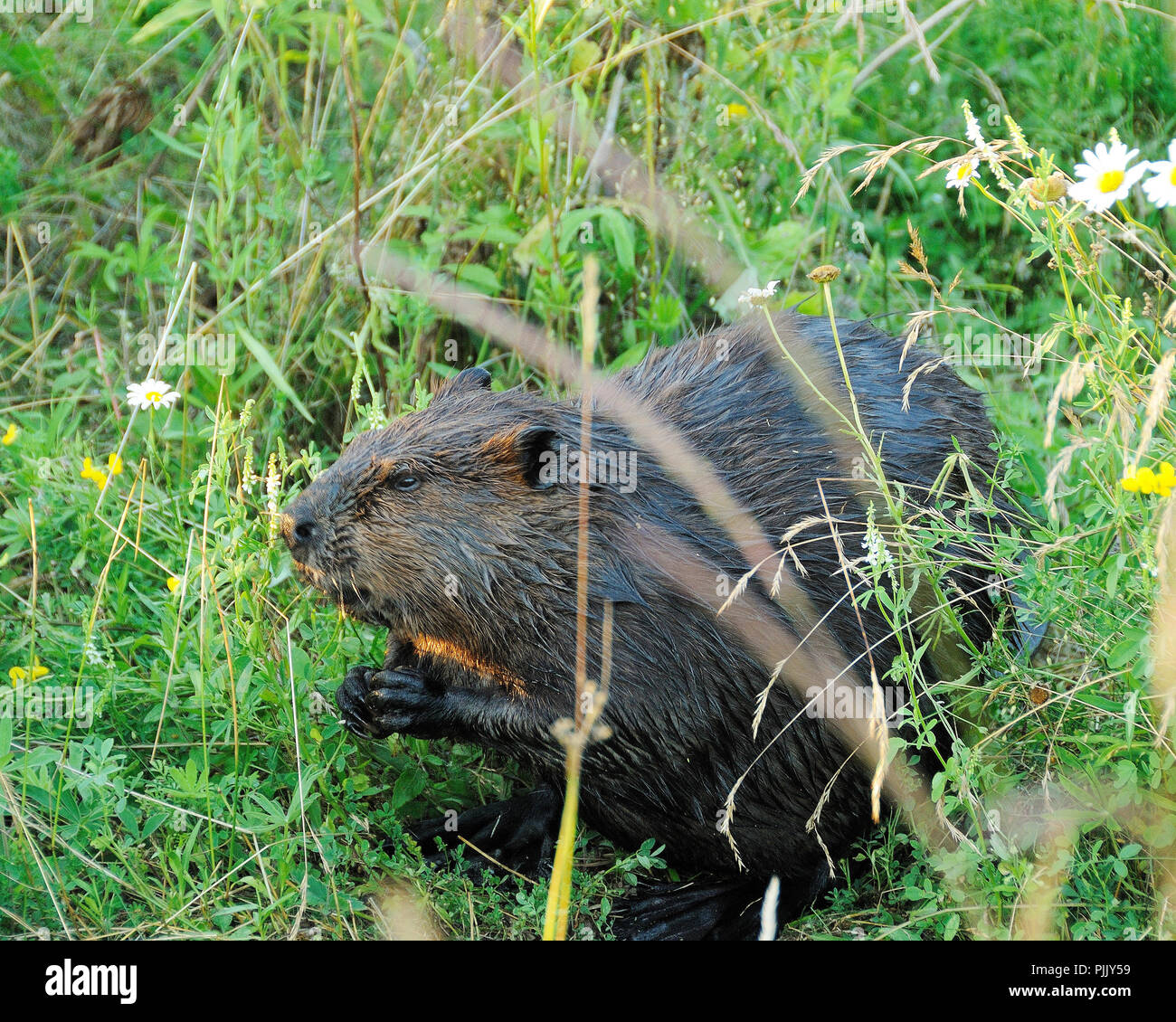 Biber und seine Umgebung. Stockfoto