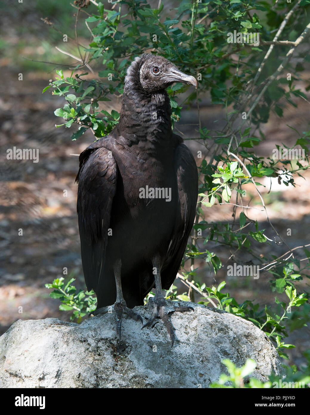 Schwarze Geier Vogel thront auf einem Felsen mit einer Laub Hintergrund anzeigen schwarzen Federn Gefieder, graues Haar in seiner Umgebung und Umwelt. Stockfoto