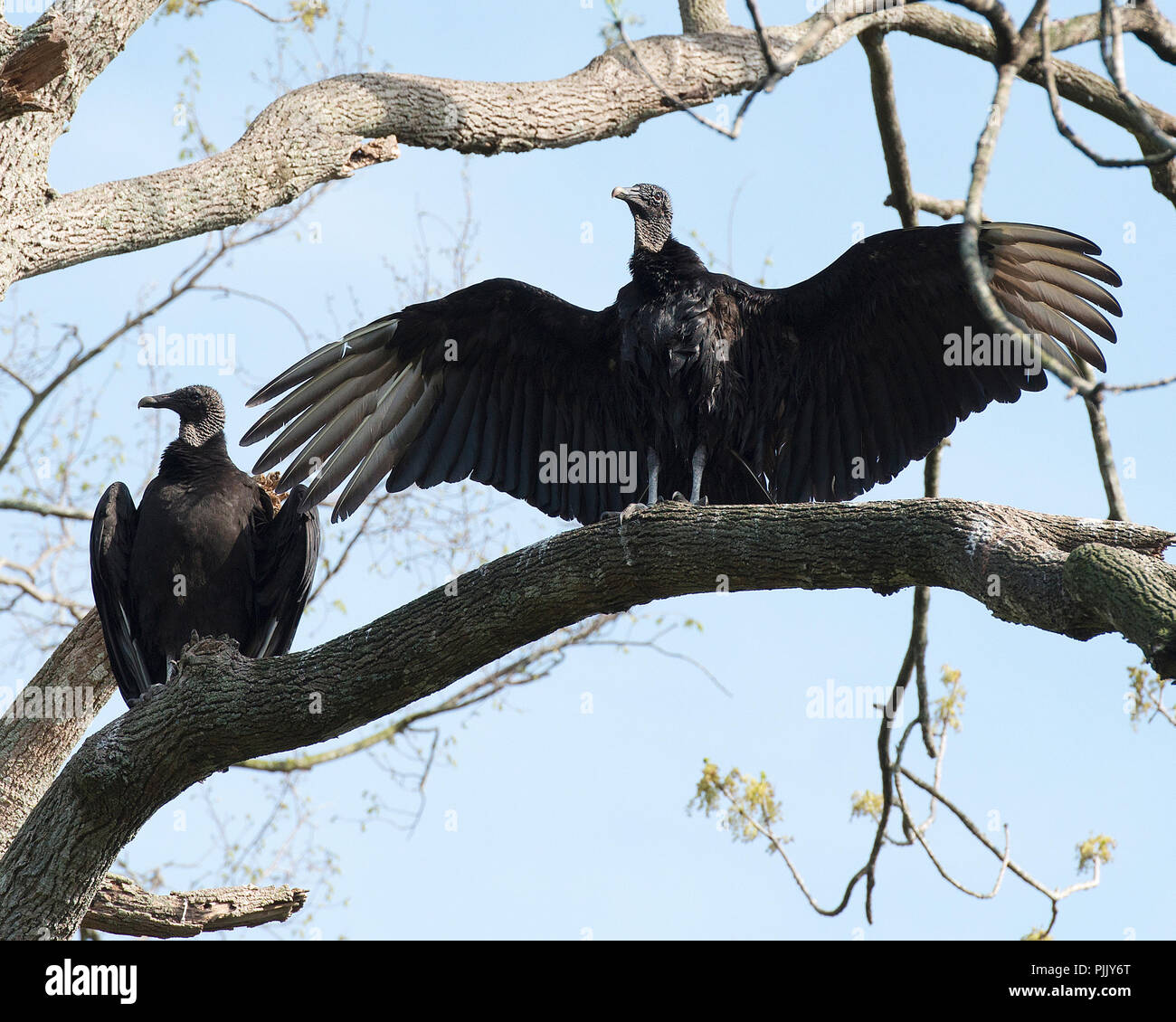 Mönchsgeier Vögel mit ihren Flügeln, die mit Laub Hintergrund ihrer Umwelt und Umgebung. Span Flügeln. Stretching Flügeln. Paar. Zwei Vögel Stockfoto