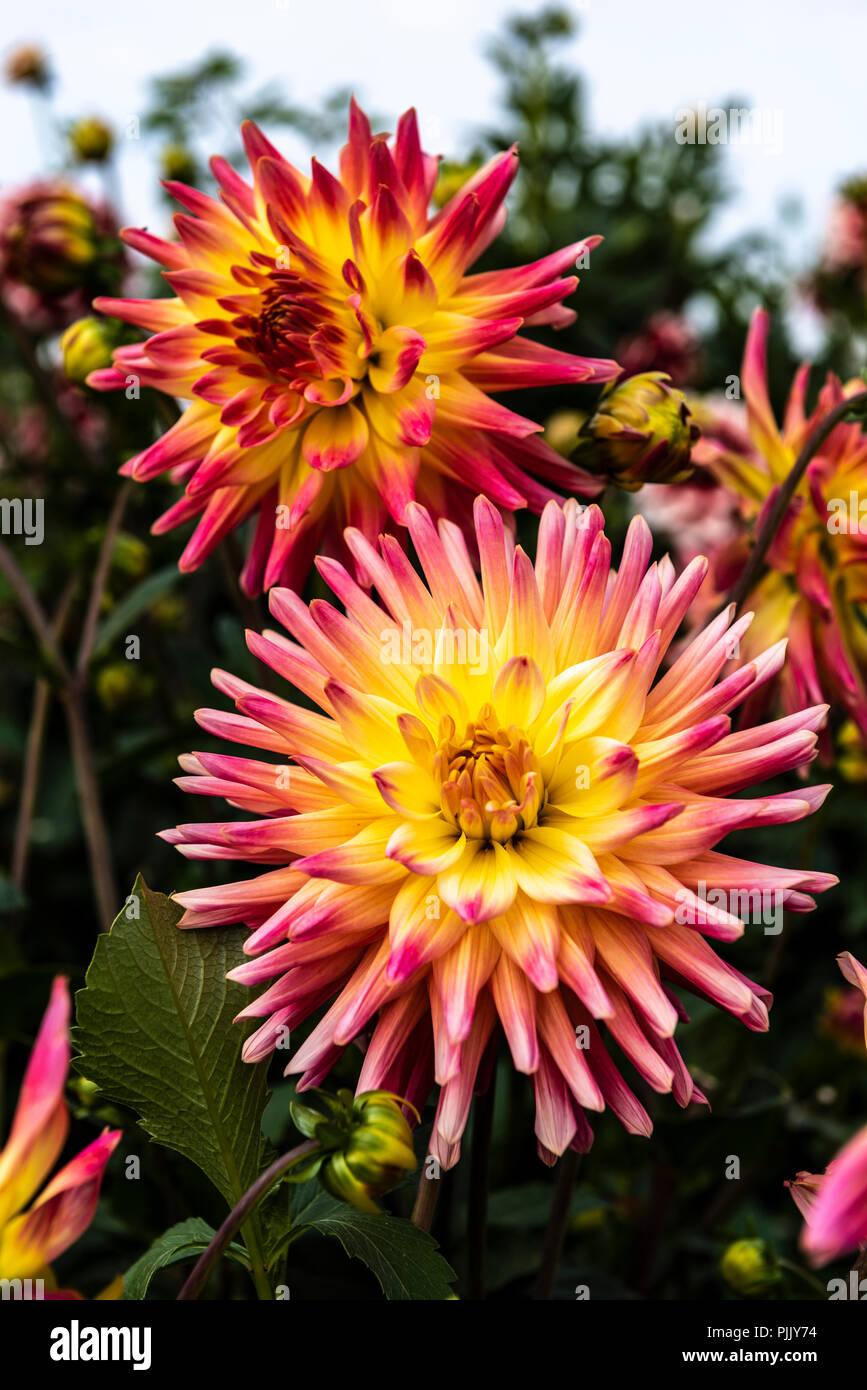Dahlie fantastisch, asteraceae. Pink und Gelb semi Kaktus Art. Stockfoto