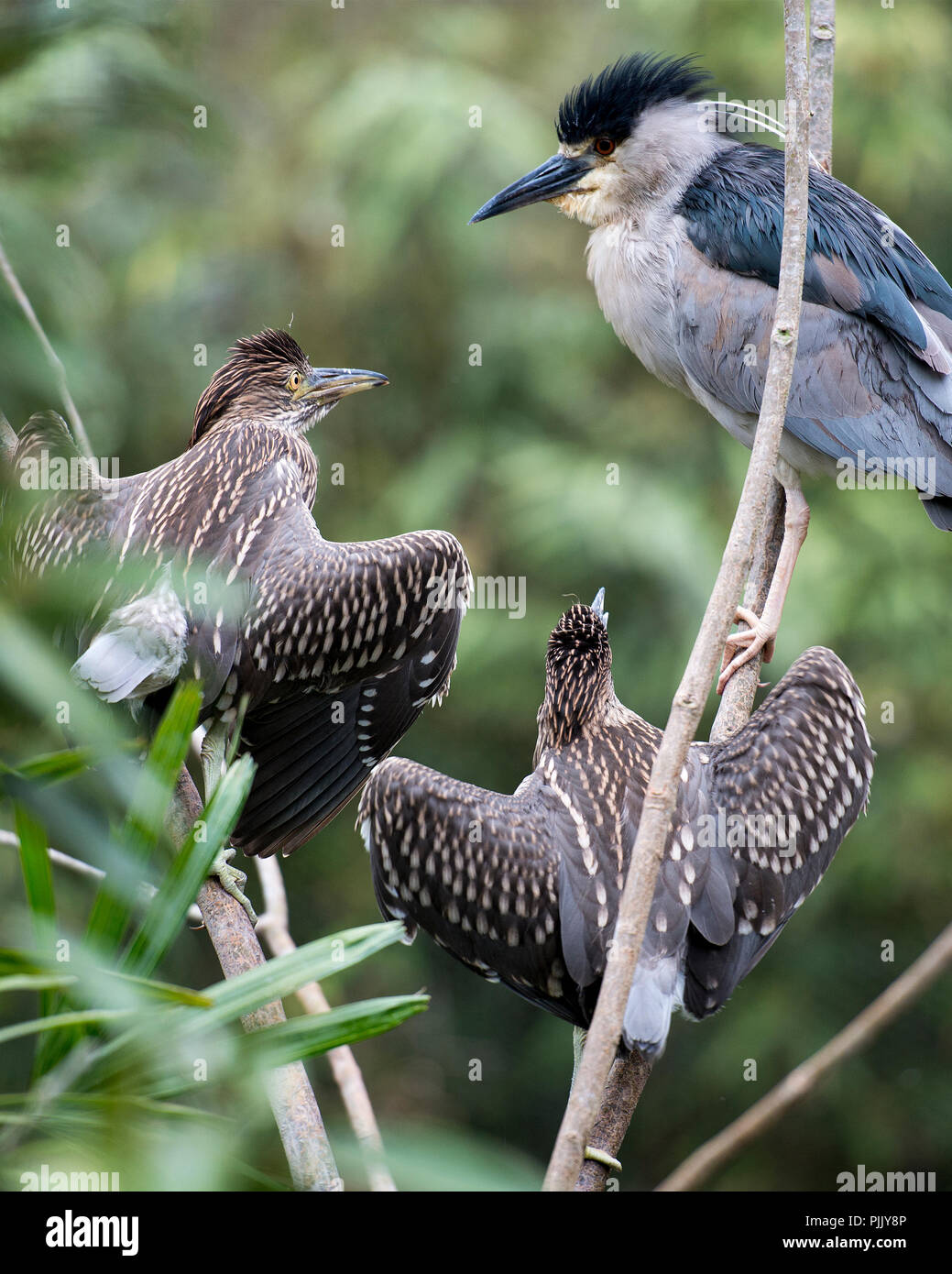 Black-Crowned Night-Heron erwachsenen und jugendlichen Vögel in seiner Umgebung. Stockfoto