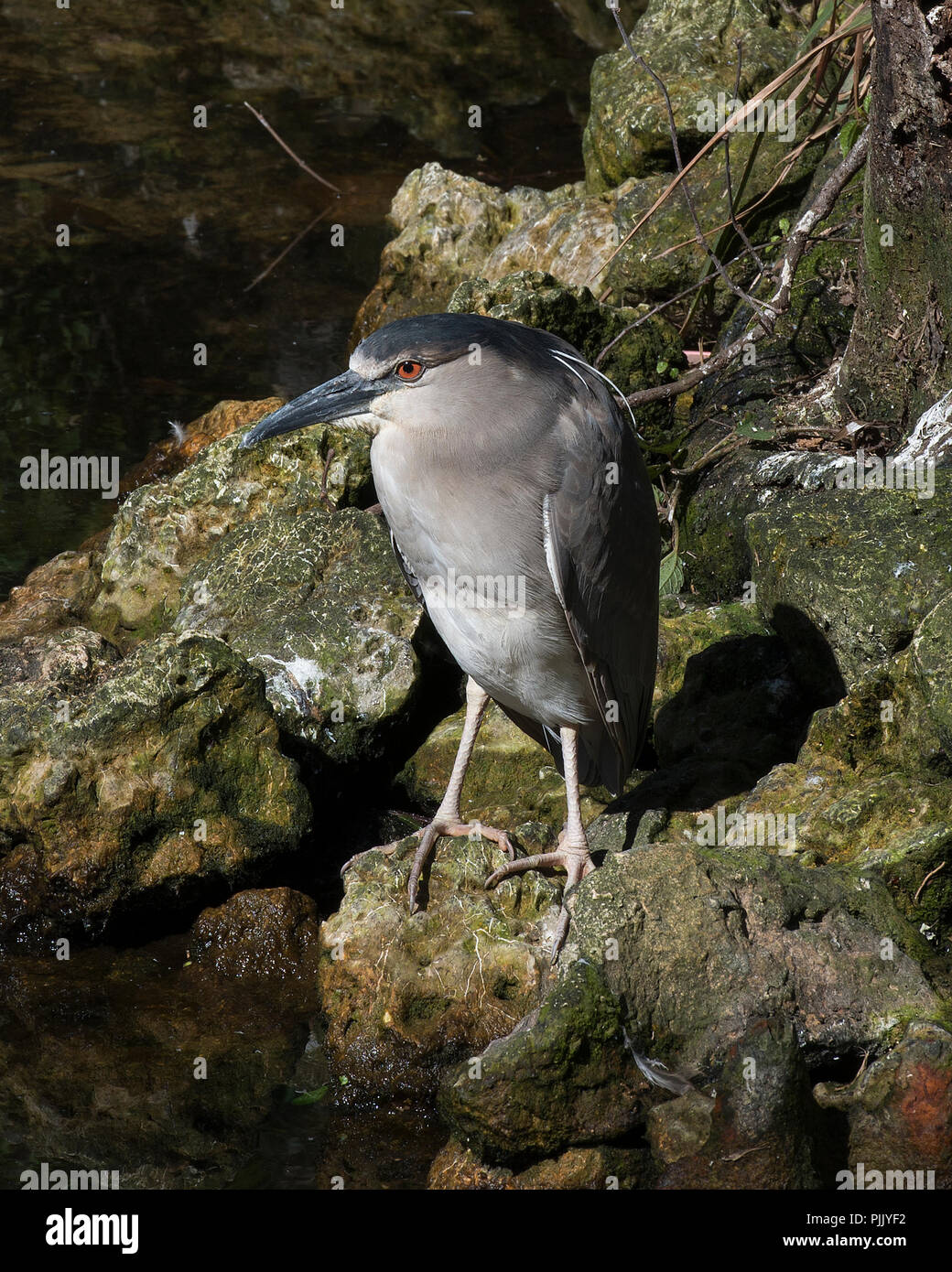 Black-Crowned Night-Heron Vogel durch das Wasser mit einem Hintergrund der Felsen in der Umgebung. Stockfoto