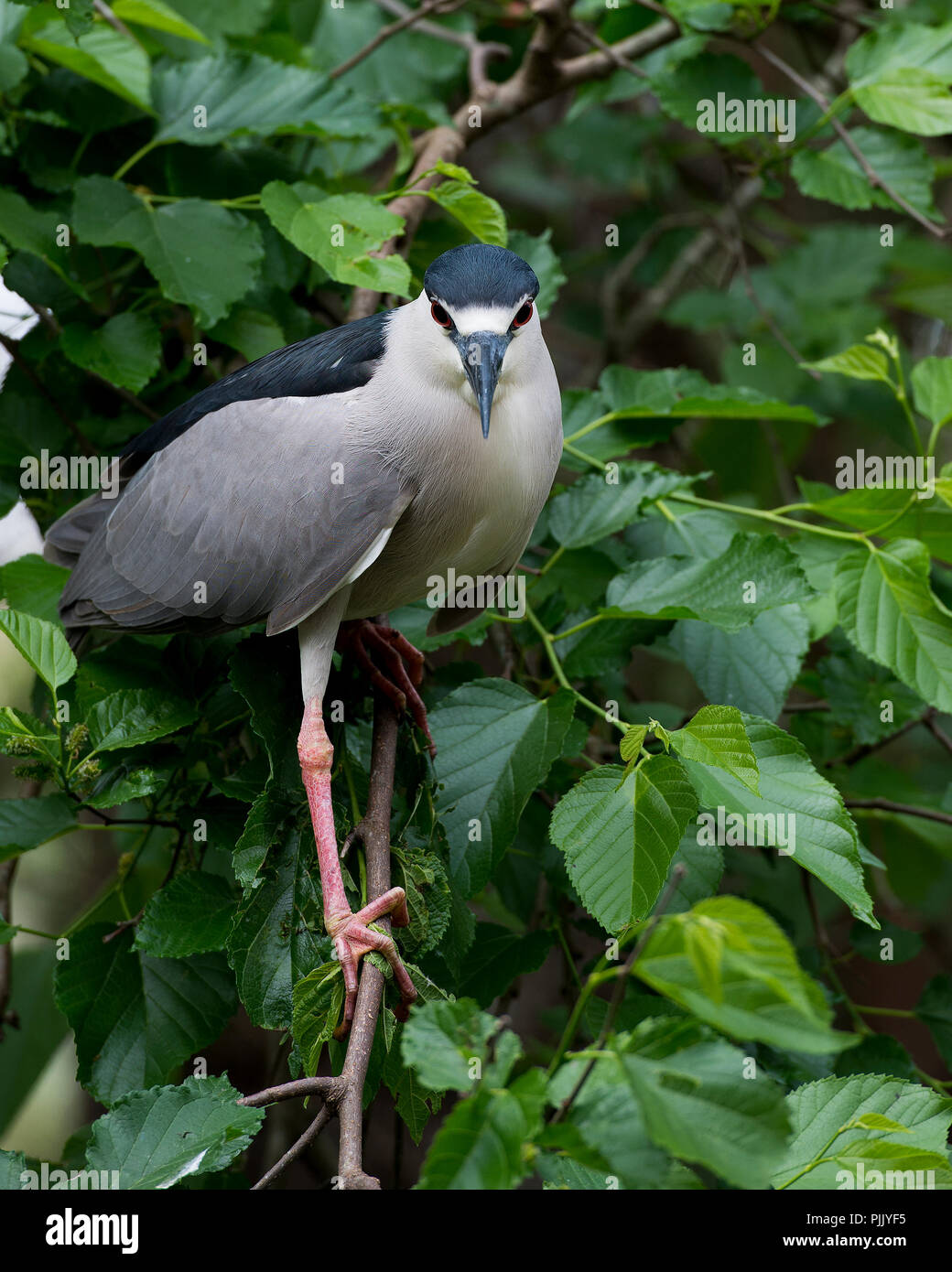 Black-Crowned Night-Heron Vogel auf einem Zweig in seiner Umgebung. Stockfoto