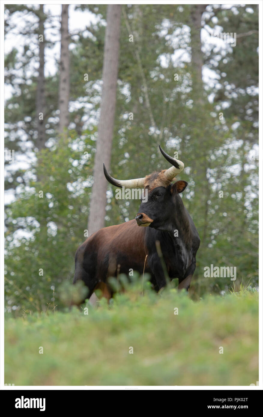 Aurox, Bos taurus primigenius Stockfoto