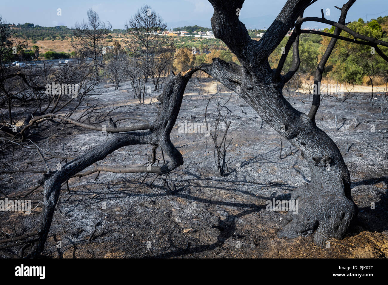 Nach einem wilden Feuer außerhalb von Torremolinos, Málaga Provinz, Spanien am 11. August 2018. Stockfoto