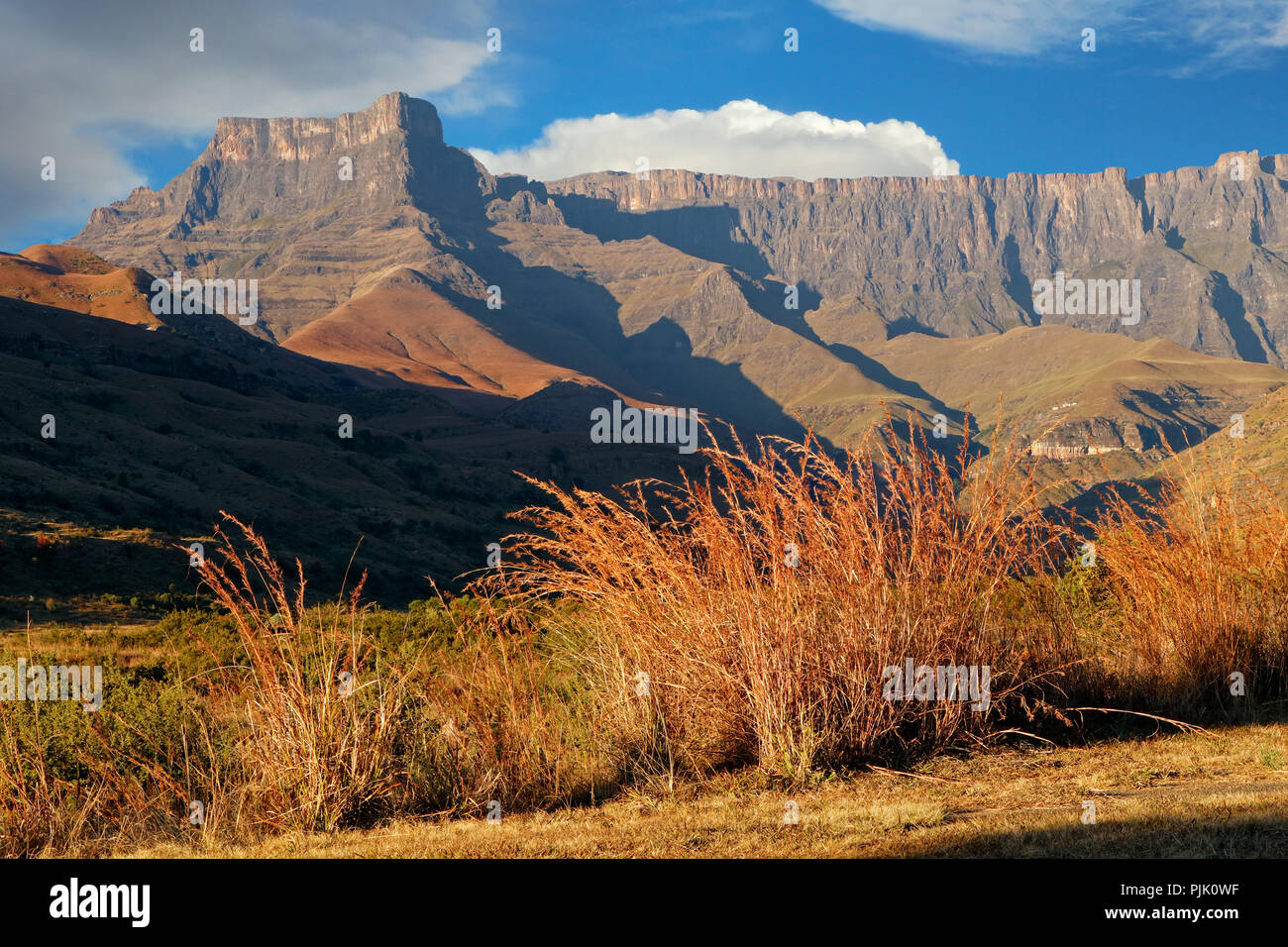 Gräser und Amphitheater der Drakensberge, Royal Natal National Park, Südafrika Stockfoto