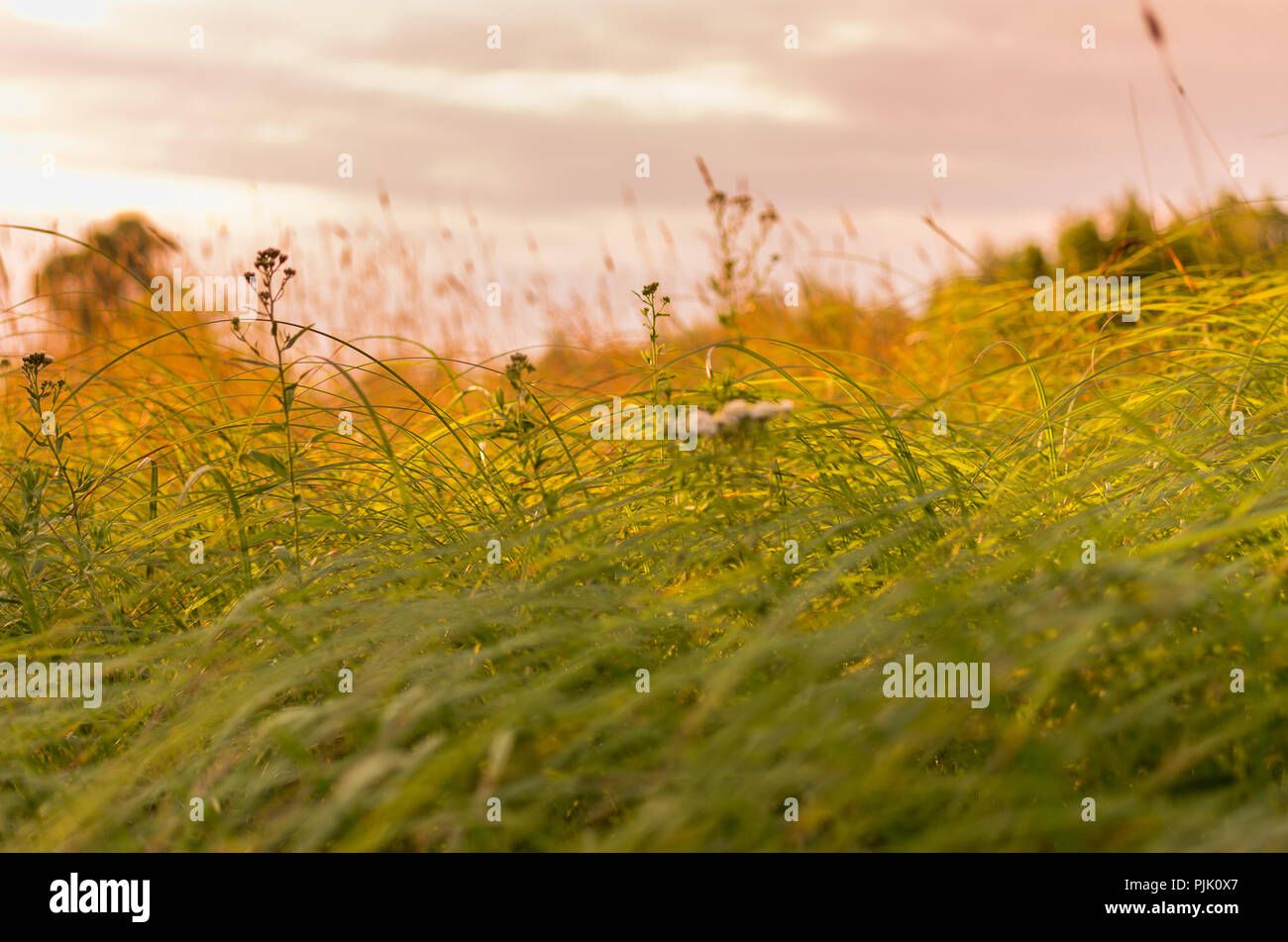 Sommer Gras Hintergrund. Abendlicht auf das Gras. Landschaft. Stockfoto