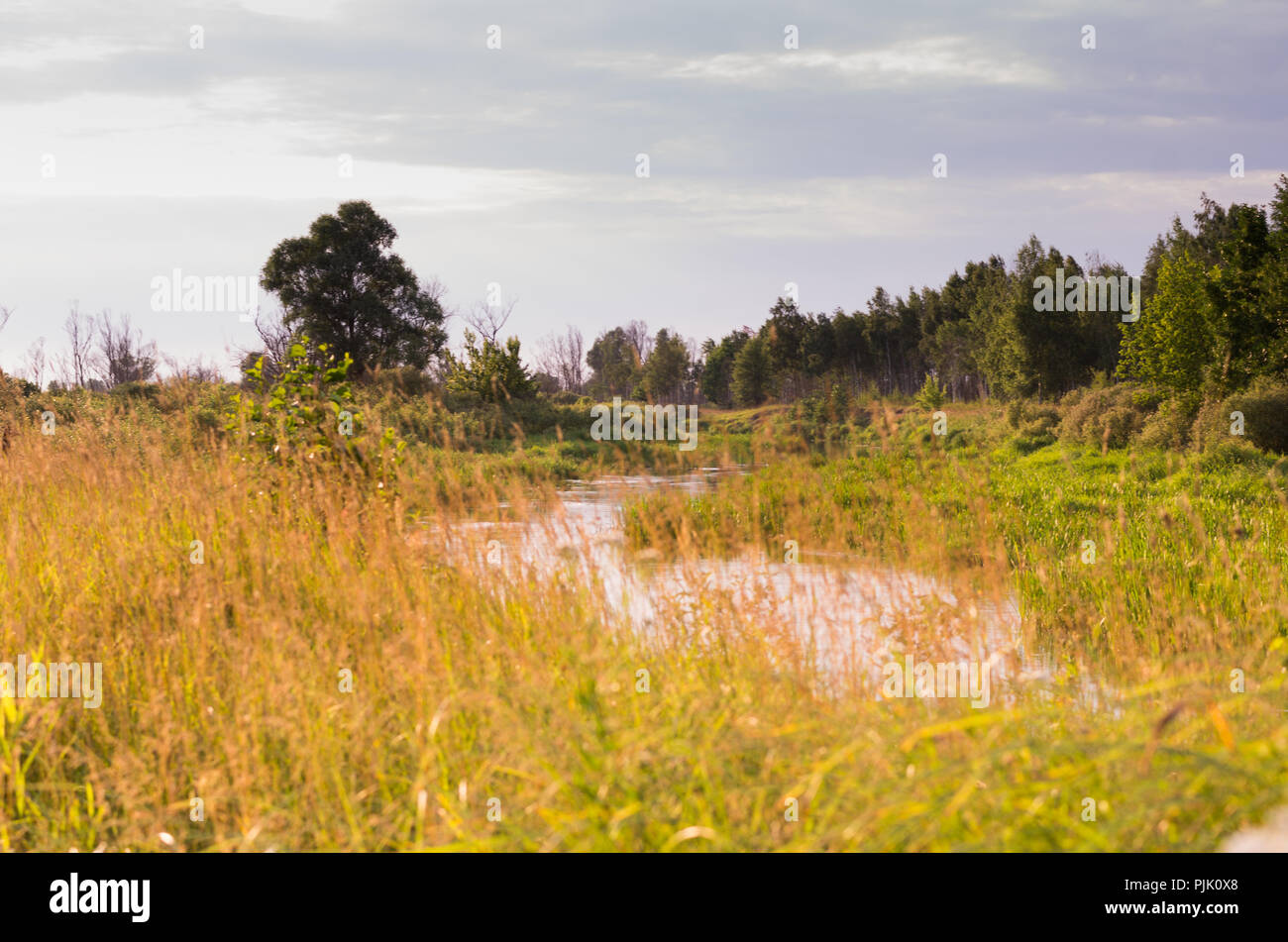 Ein kleiner Fluss im Wald. Abends am Fluss. Landschaft. Stockfoto