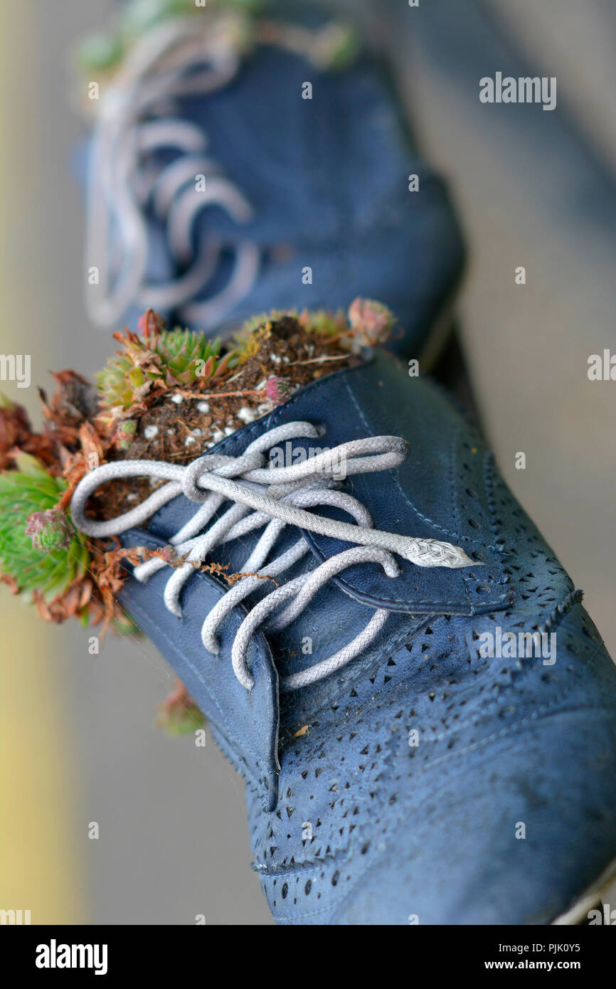 Pflanzen und Blumen wachsen in der Schuhe auf dem Geländer in Northampton, Großbritannien Stockfoto