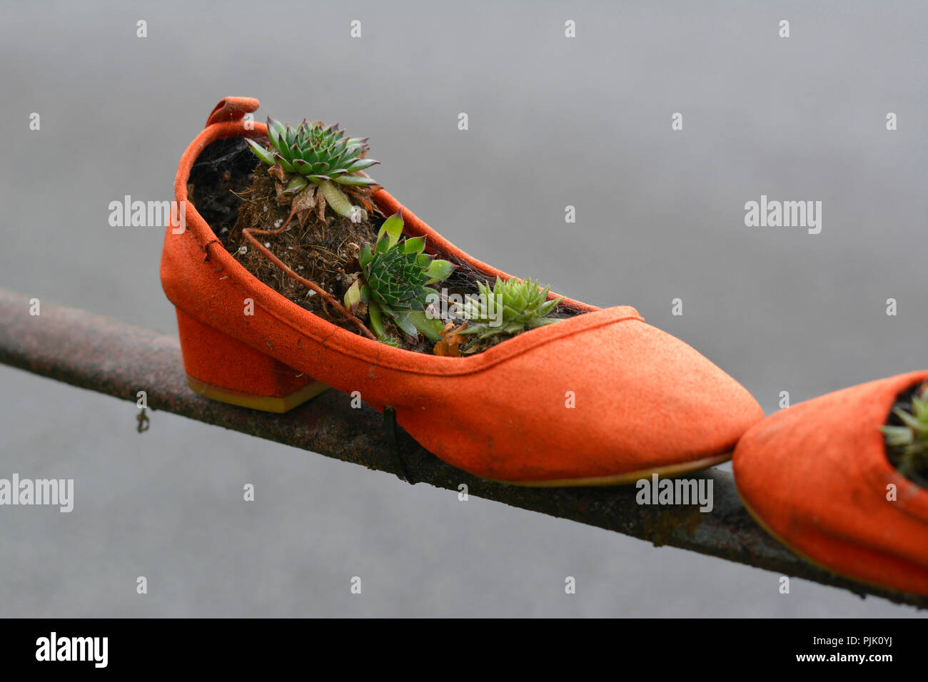 Pflanzen und Blumen wachsen in der Schuhe auf dem Geländer in Northampton, Großbritannien Stockfoto