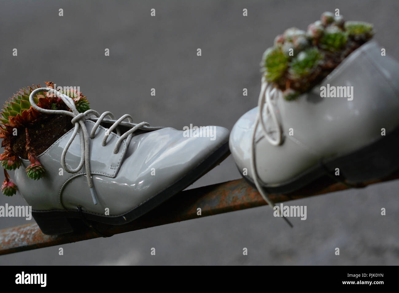Pflanzen und Blumen wachsen in der Schuhe auf dem Geländer in Northampton, Großbritannien Stockfoto