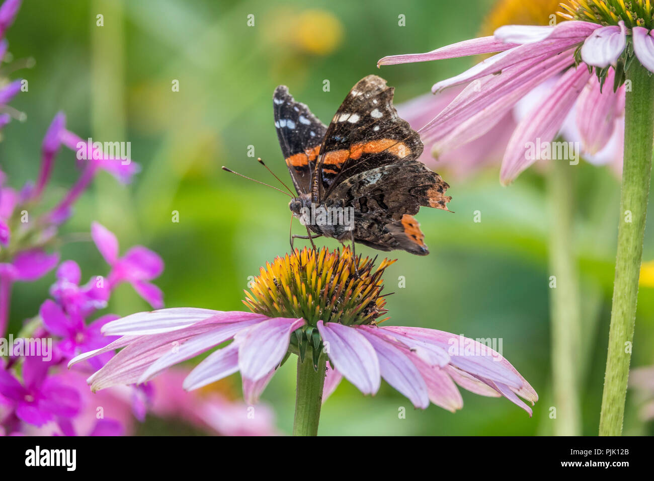 Vanessa atalanta, der rote Admiral oder zuvor die Rote bewundernswert, mittlere Schmetterling Stockfoto