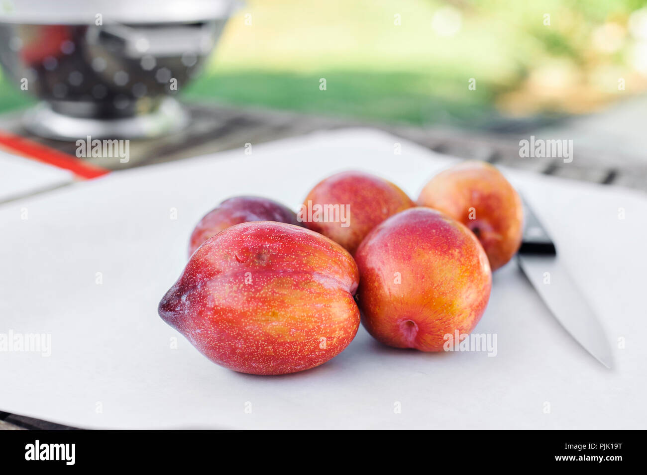 Fünf amigo pluot Früchte auf weißem Papier mit einem Messer Stockfoto