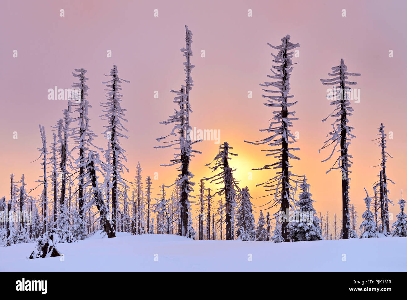Sonnenuntergang auf dem Berg das Große Rachel im Winter, Fichte, bedeckt mit Schnee und Tote durch Borkenkäfer Plage, Naturpark Bayerischer Wald, Bayern, Deutschland Stockfoto
