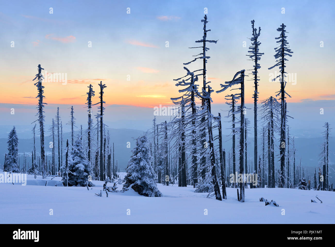 Sonnenuntergang auf dem Berg das Große Rachel im Winter, Fichte, bedeckt mit Schnee und Tote durch Borkenkäfer Plage, Naturpark Bayerischer Wald, Bayern, Deutschland Stockfoto