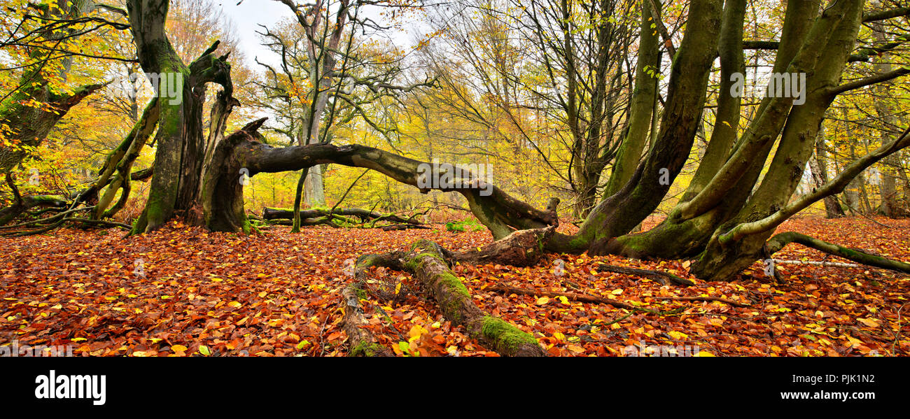 Alte knorrige Buche Baum Bäume und Eichen in einem ehemaligen Holz Weide, Sababurg, Reinhardswald, Nordhessen, Hessen, Deutschland Stockfoto