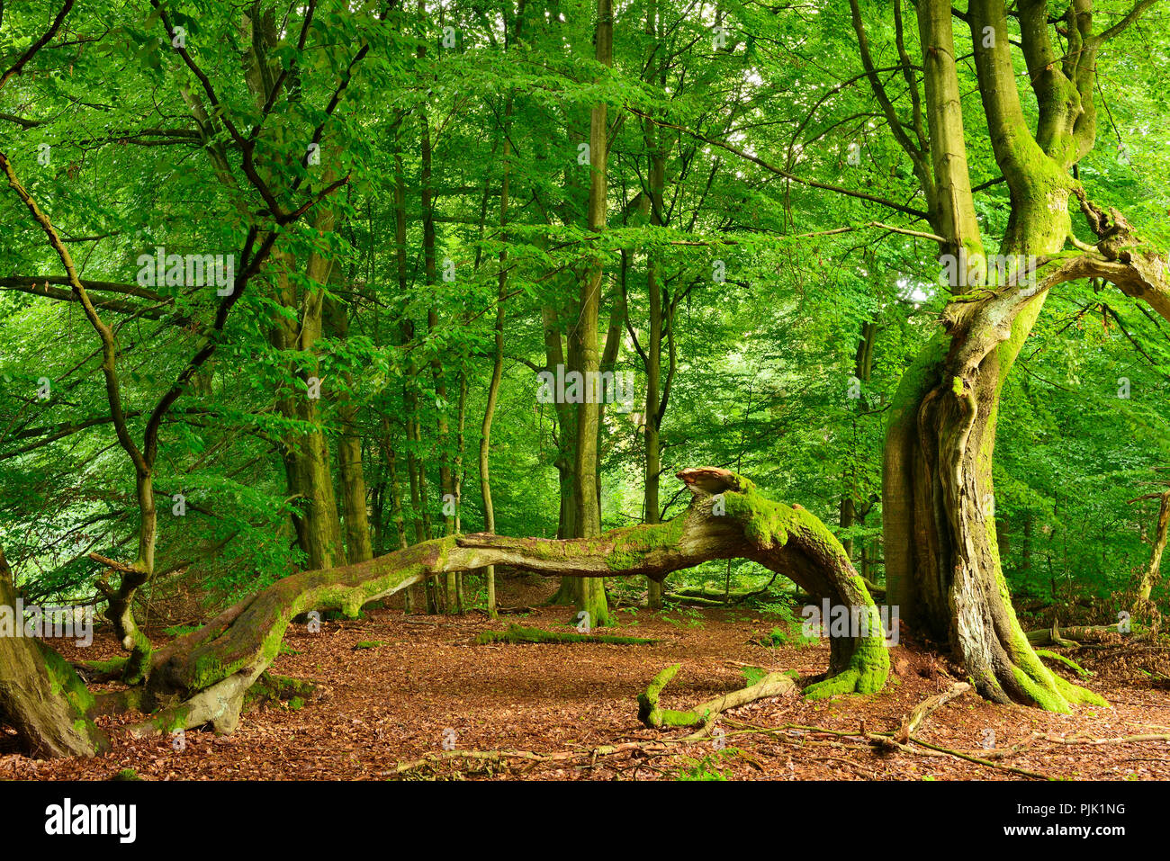 Alte split Buche in einem ehemaligen Holz Weide, Sababurg, Reinhardswald, Nordhessen, Hessen, Deutschland Stockfoto