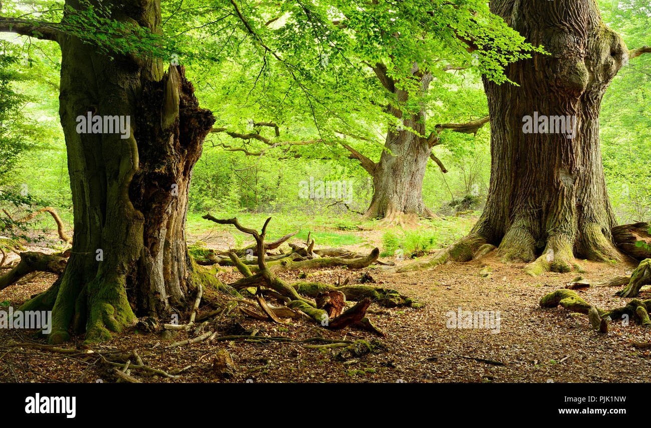 Alte riesige Eichen- und Buchenholz treees in einem ehemaligen Holz Weide, Sababurg, Reinhardswald, Nordhessen, Hessen, Deutschland Stockfoto