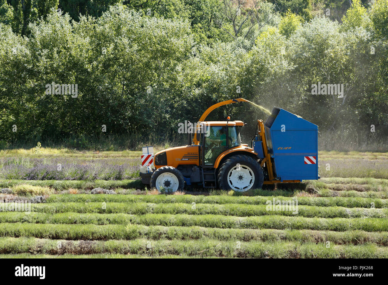 Lavendelfeld, Plateau de Valensole, Valensole, Provence-Alpes-Cote d'Azur, Frankreich Stockfoto