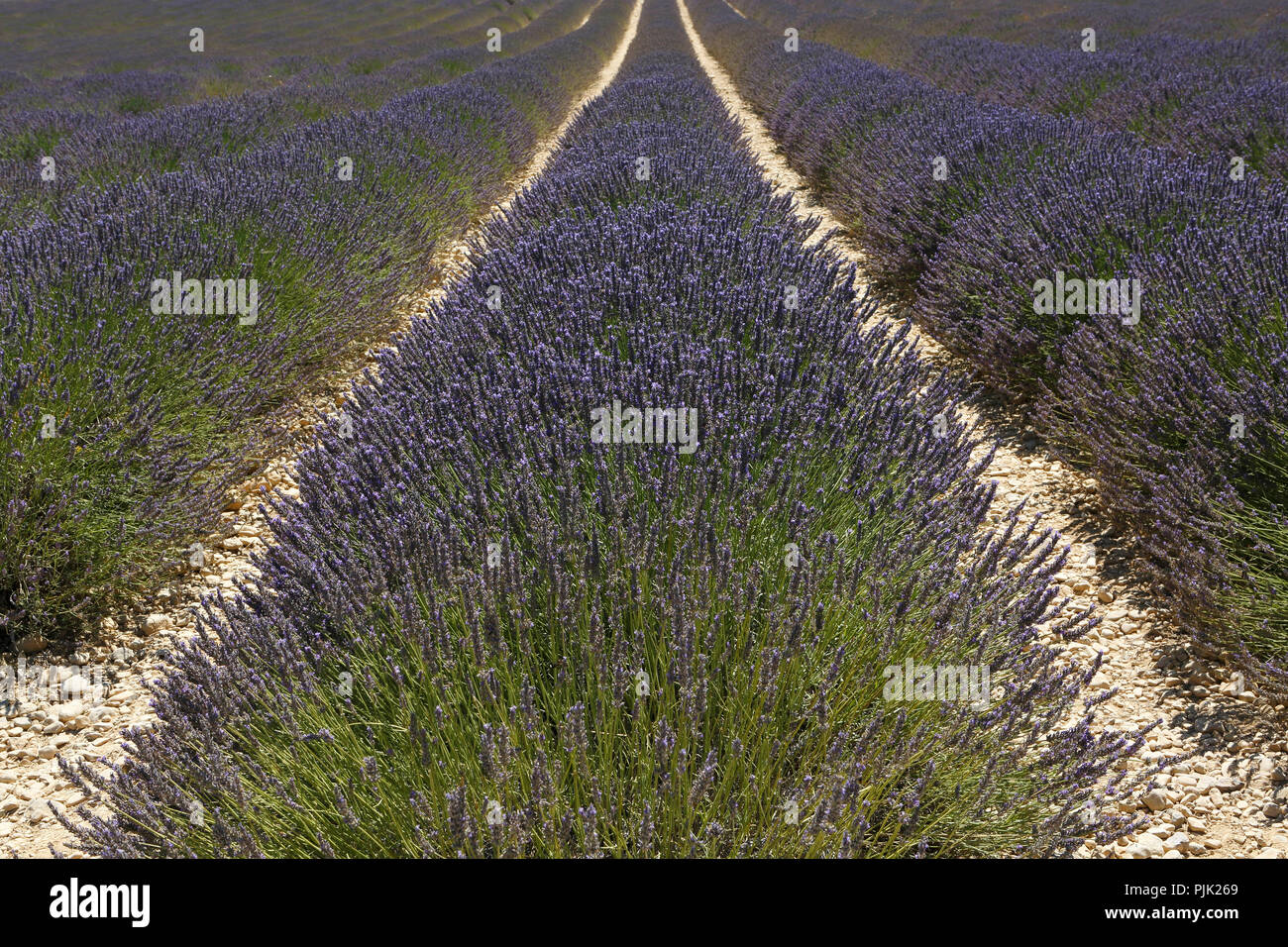 Lavendelfeld, Plateau de Valensole, Valensole, Provence-Alpes-Cote d'Azur, Frankreich Stockfoto