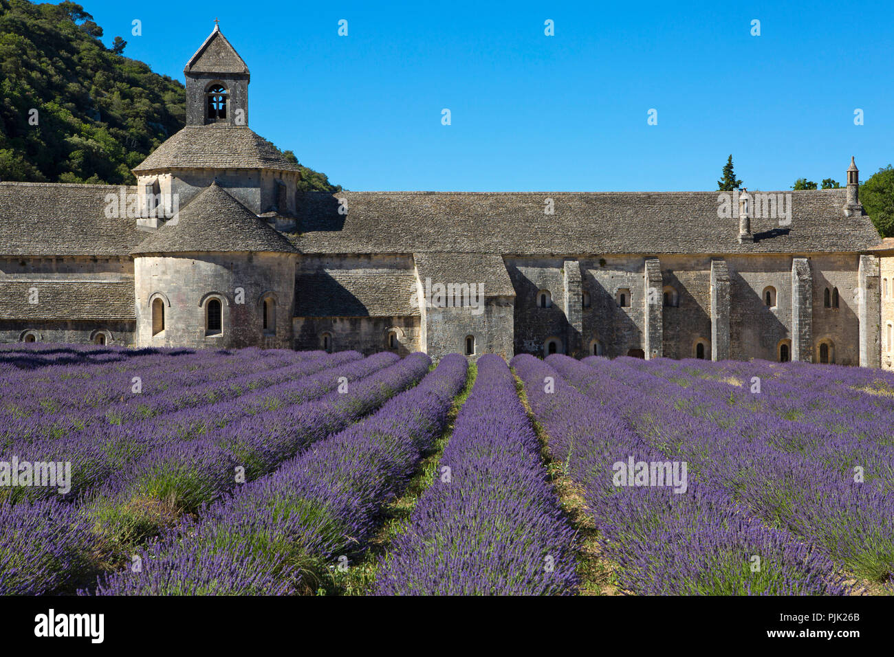 Der romanischen Zisterzienserabtei von Notre Dame von Senanque, inmitten der blühenden Lavendelfelder, Gordes, Provence, Frankreich, Europa Stockfoto