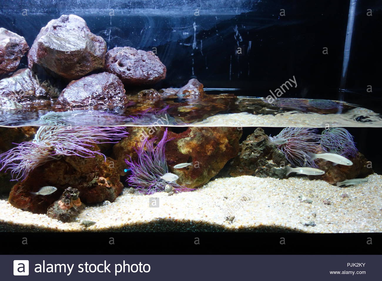 Get Leben im meer dekor For Android Free Leben Im Meer Dekor