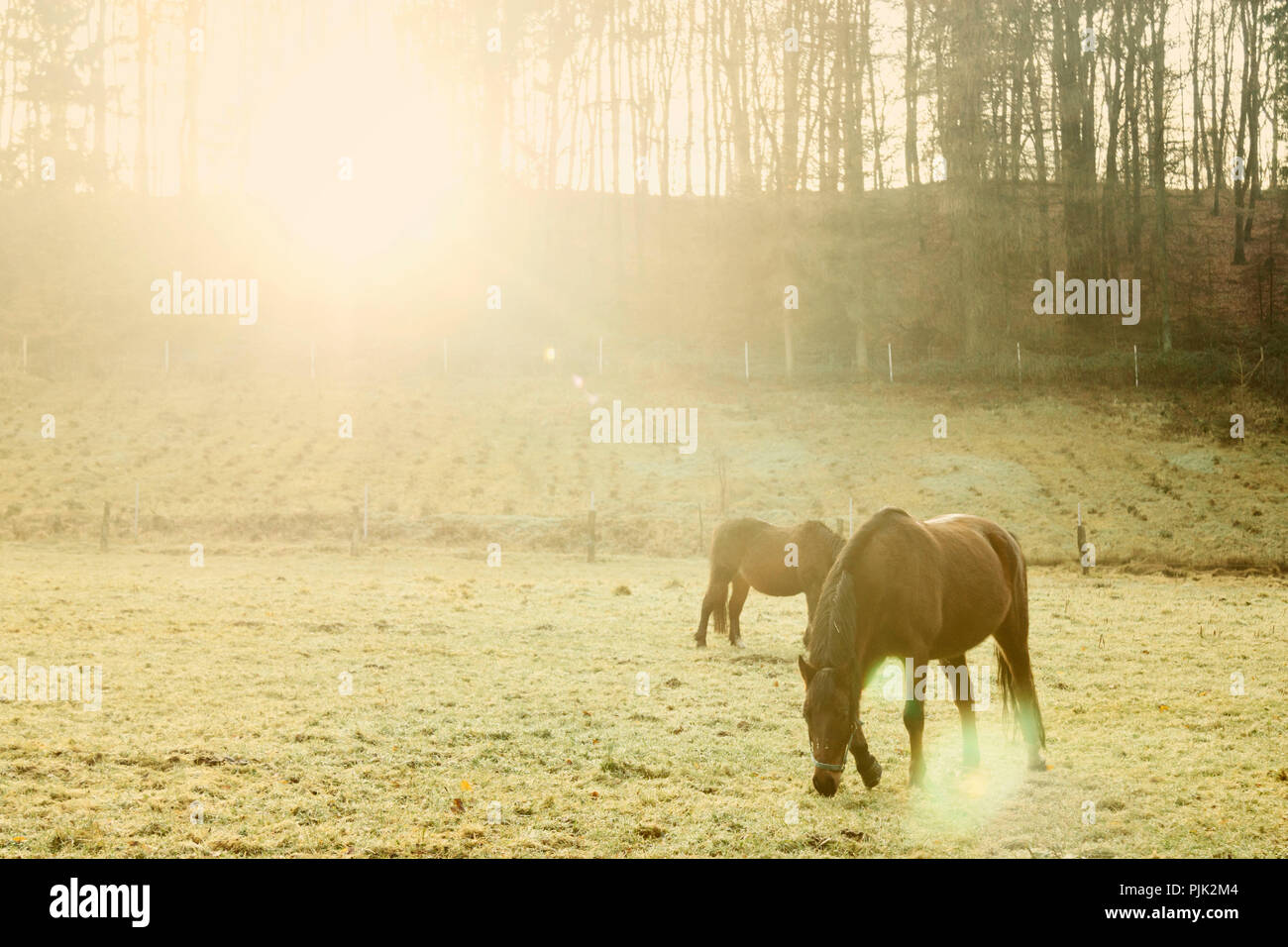 Friedlich weidende Pferde auf einer Weide in der Teutoburger Wald im Winter Sonne, Stockfoto