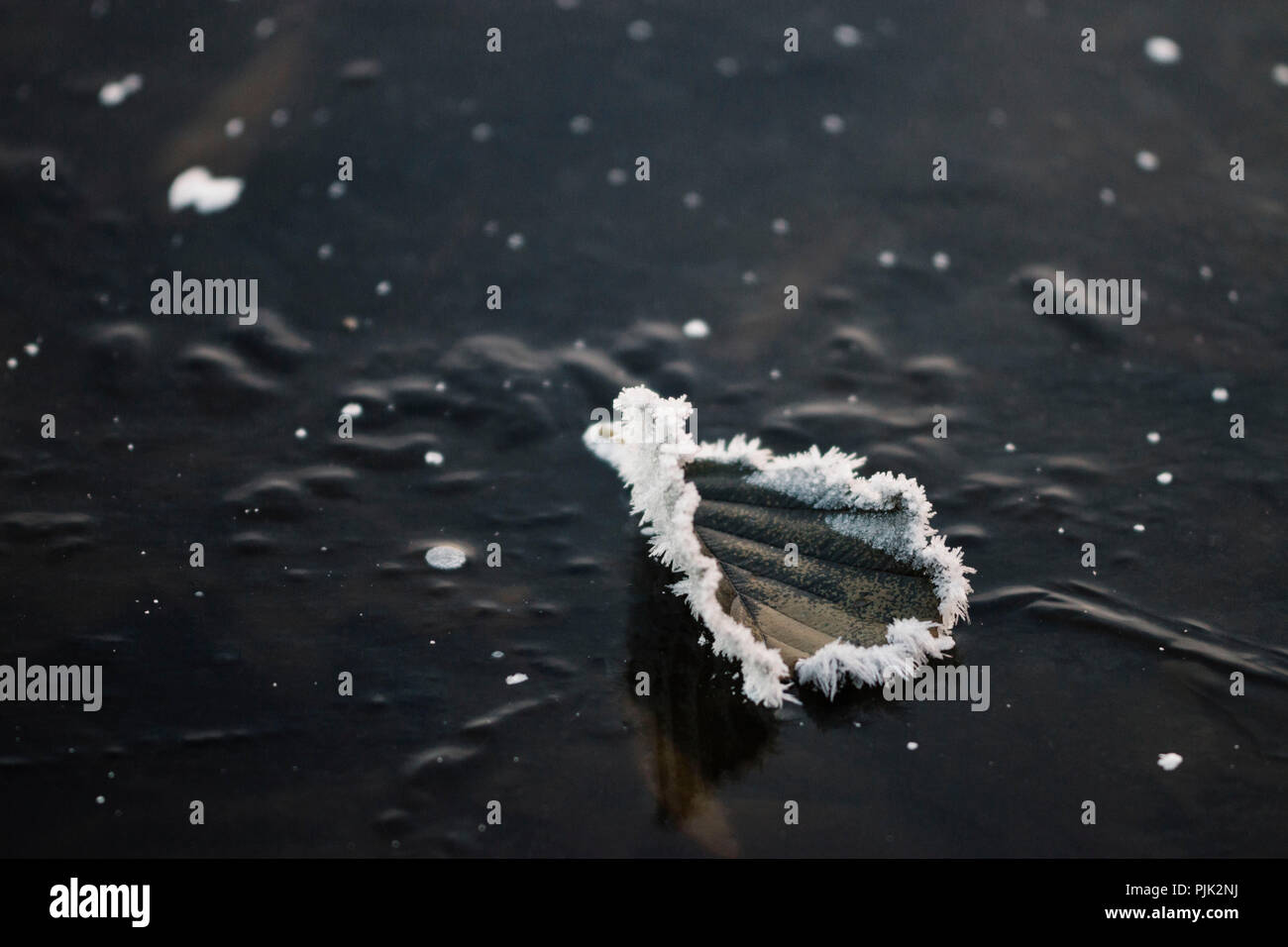 Winterlandschaft mit Eis, Frost und Sonne im Dezember, Stockfoto